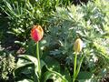 traffic circle tulips and shrub.jpg